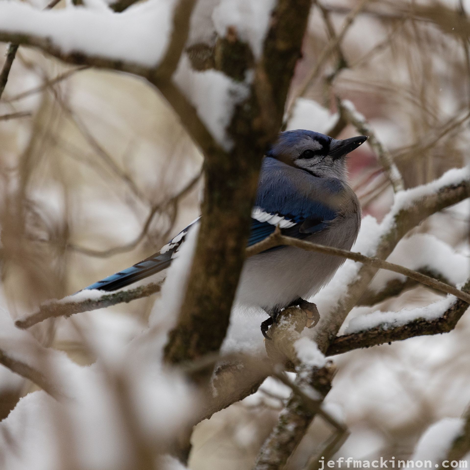 Bluejay through the bushes.