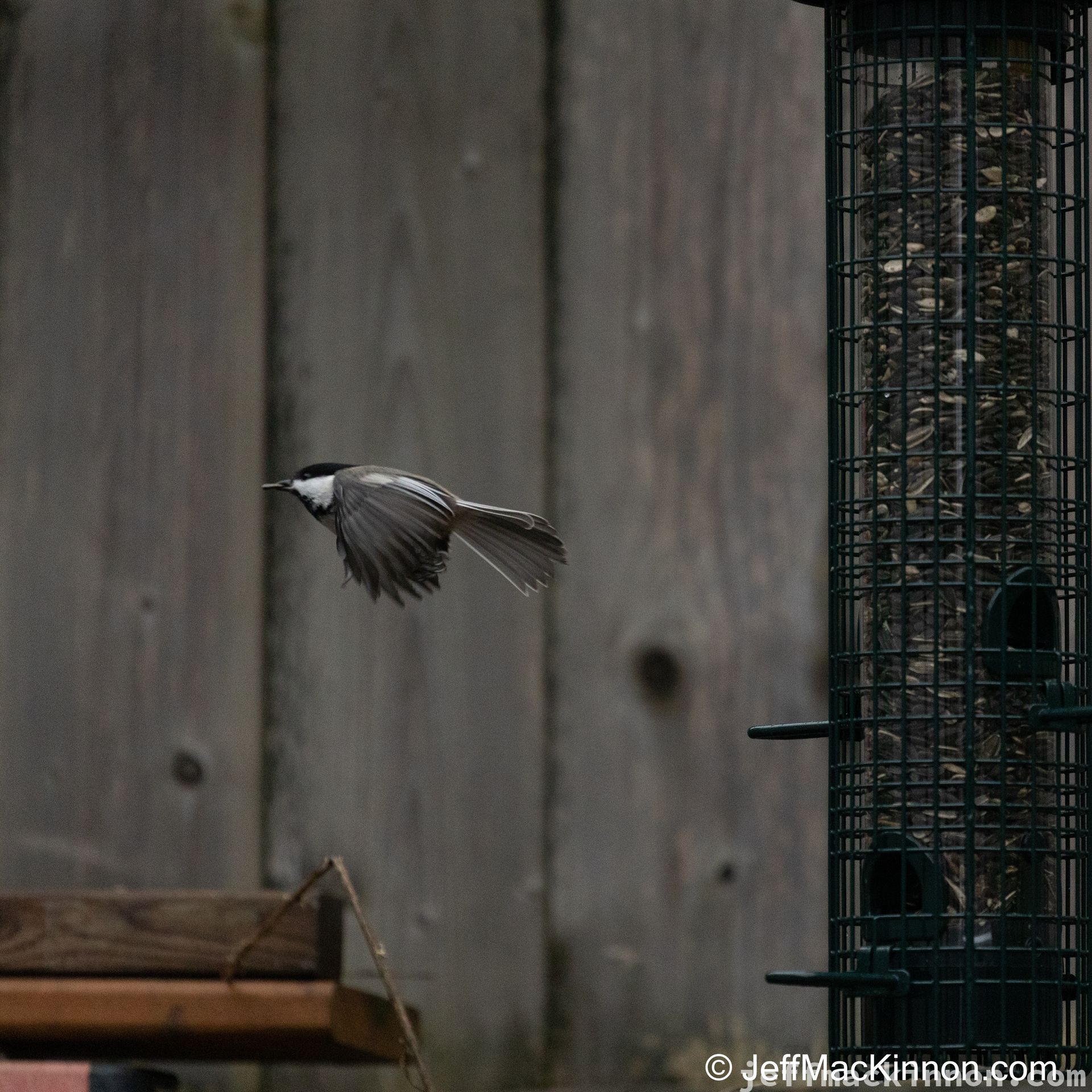 chickadees are fast
